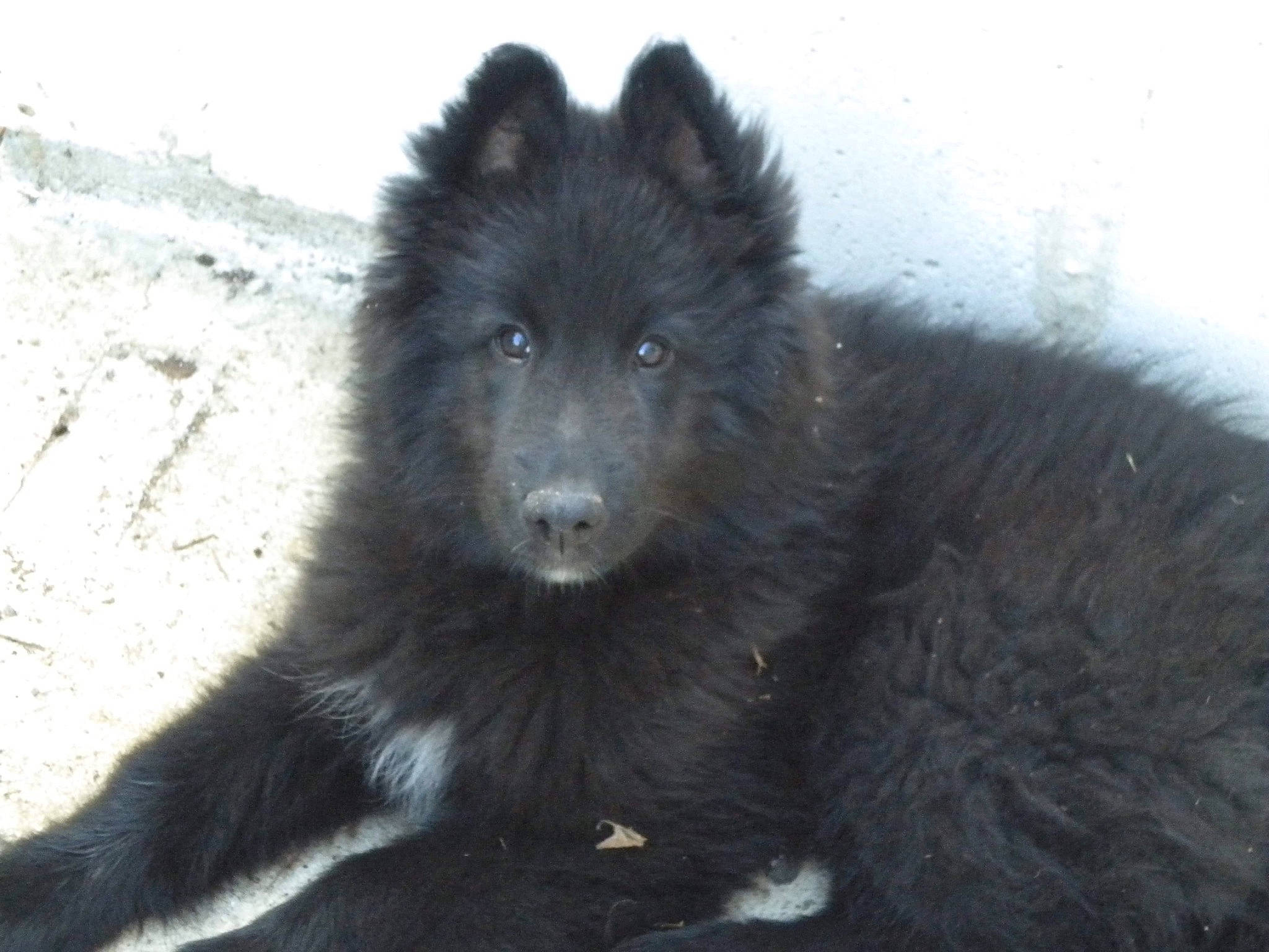 Folk participe au concours pour gagner de l'argent avec cette photo : ancient_dog_breeds, belgian_shepherd, black_norwegian_elkhound, bohemian_shepherd, canidae, carnivore, dog, dog_breed, eurasier, groenendael, herding_dog, mammal, mudi, native_american_indian_dog, schipperke, swedish_lapphund, tervuren, vertebrate, wolfdog