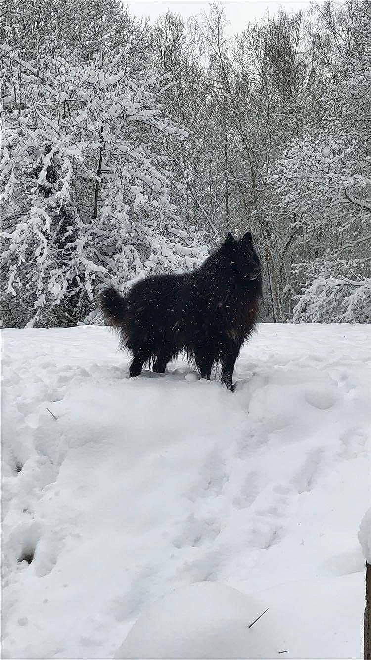 Folk a rejoint le concours — aidez-le/la à gagner de superbes lots ! black_norwegian_elkhound, canidae, carnivore, dog, dog_breed, freezing, german_spitz_mittel, groenendael, mammal, schipperke, snow, swedish_lapphund, vertebrate, winter