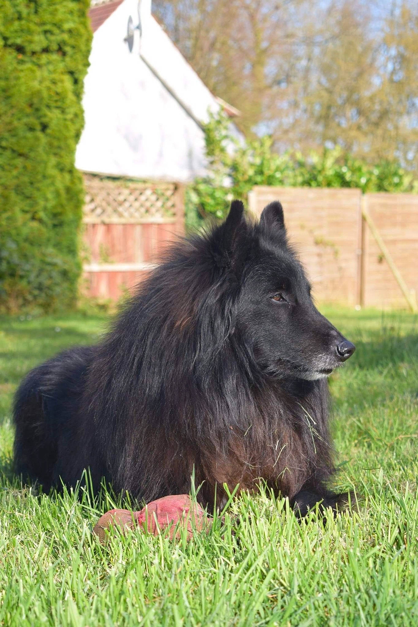 Folk participe au concours pour gagner de l'argent avec cette photo : belgian_shepherd, canidae, carnivore, dog, dog_breed, german_spitz_mittel, grass, groenendael, mammal, swedish_lapphund, vertebrate