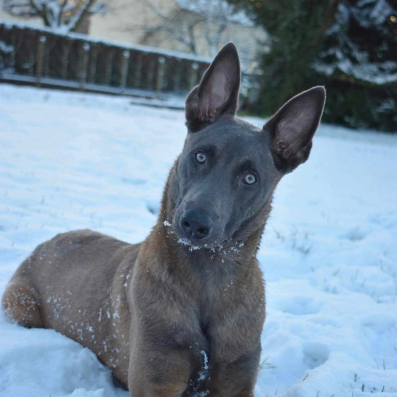 Ulysse participe au concours pour gagner de l'argent avec cette photo : animal, architecture, building, canine, dog, face, grass, head, husky, ice, nature, outdoors, pet, plant, puppy, shelter, snow, tree, vegetation, winter