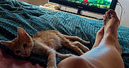 Bambi a rejoint le concours — aidez-le/la à gagner de superbes lots ! animal, animation, bed, blanket, blue, casual, cat, comfort, furniture, home, indoor, kitten, legs, orange, person, relaxing, resting, screen, television, wood_ceiling