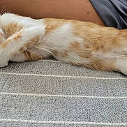 Bambi participe au concours pour gagner de l'argent avec cette photo : cat, kitten, sleeping, orange_and_white, paw, resting, cute, pet, feline, relaxed, indoor, closeup, texture, striped, young, animal, soft, peaceful, lying_down, cozy