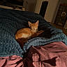 Bambi a rejoint le concours — aidez-le/la à gagner de superbes lots ! kitten, cat, sleeping, bed, blanket, blue_blanket, pink_sheet, indoor, pet, cozy, feline, resting, orange_cat, fur, domestic_cat, home, soft_light, quiet, cute, animal