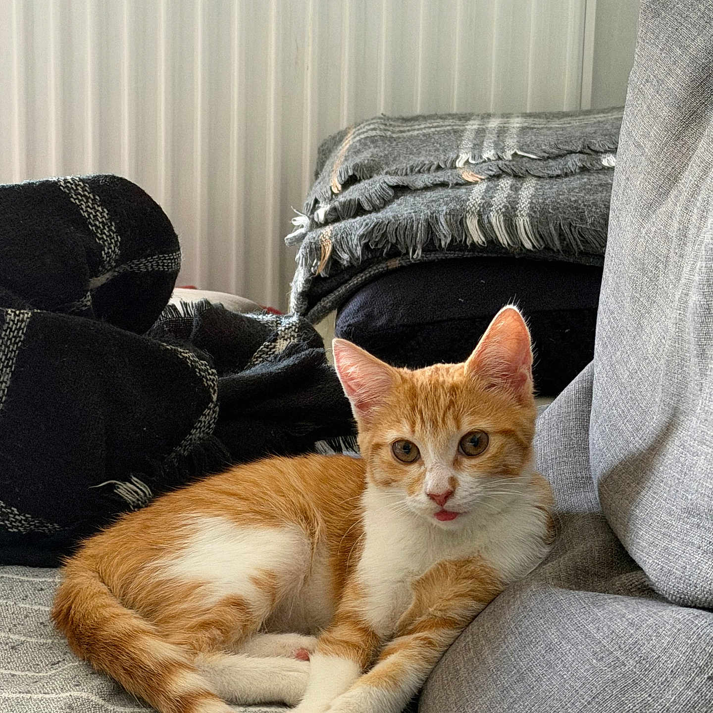 Bambi a rejoint le concours — aidez-le/la à gagner de superbes lots ! cat, kitten, orange_cat, white_cat, pet, feline, indoor, couch, blanket, cozy, relaxing, tongue_out, fur, cute, domestic_animal, resting, home, animal, small_pet, comfortable