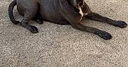 Palma participe au concours pour gagner de l'argent avec cette photo : dog, black_dog, animal, pet, outdoor, concrete, laying_down, relaxed, canine, sunlight, shadow, quiet, calm, fur, mammal, daytime, alone, resting, domestic_animal, companion