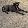 dog, black_dog, animal, pet, outdoor, concrete, laying_down, relaxed, canine, sunlight, shadow, quiet, calm, fur, mammal, daytime, alone, resting, domestic_animal, companion