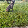 dog, grass, outdoor, garden, table, stone, swing_set, daylight, pet, animal, lawn, greenery, fence, nature, backyard, canine, sitting, sunlight, peaceful, yard
