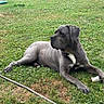 dog, gray_dog, outdoor, grass, lawn, fence, playground, pet, canine, resting, animal, nature, summer, relaxed, side_view, garden, backyard, peaceful, mammal, domestic_animal