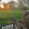 dog, wooden_deck, firewood, grass, field, trees, sunset, outdoor, nature, canine, rural, fence, sky, evening, greenery, pets, animal, landscape, peaceful, backyard