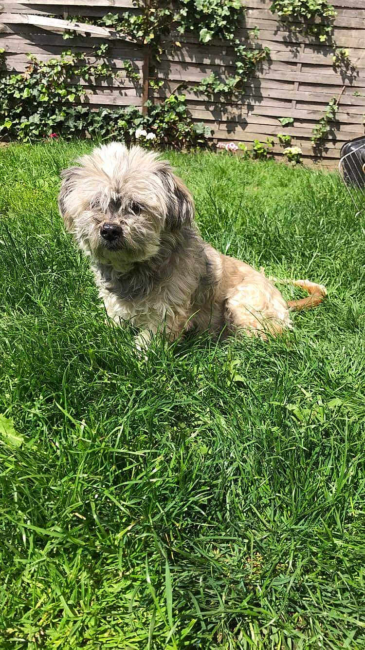 Anecka a rejoint le concours — aidez-le/la à gagner de superbes lots ! bolonka, canidae, carnivore, catalan_sheepdog, chinese_imperial_dog, dog, dog_breed, glen_of_imaal_terrier, grass, havanese, kyi_leo, lhasa_apso, lowchen, mammal, morkie, puppy, shih_tzu, sporting_lucas_terrier, tibetan_terrier, vertebrate