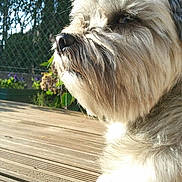 Anecka a rejoint le concours — aidez-le/la à gagner de superbes lots ! canidae, carnivore, companion_dog, dog, dog_breed, glen_of_imaal_terrier, kyi_leo, lowchen, mammal, miniature_schnauzer, petit_basset_griffon_vendeen, puppy, rare_breed_dog, sapsali, shih_tzu, snout, terrier, tibetan_terrier, toy_dog, vertebrate