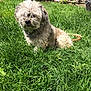 Anecka a rejoint le concours — aidez-le/la à gagner de superbes lots ! bolonka, canidae, carnivore, catalan_sheepdog, chinese_imperial_dog, dog, dog_breed, glen_of_imaal_terrier, grass, havanese, kyi_leo, lhasa_apso, lowchen, mammal, morkie, puppy, shih_tzu, sporting_lucas_terrier, tibetan_terrier, vertebrate