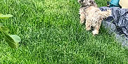 Anecka a rejoint le concours — aidez-le/la à gagner de superbes lots ! bolonka, canidae, carnivore, cockapoo, dog, dog_breed, glen_of_imaal_terrier, grass, grass_family, lawn, morkie, plant, pumi, puppy, schnoodle, shih_tzu, sporting_group, sporting_lucas_terrier, terrier, tibetan_terrier