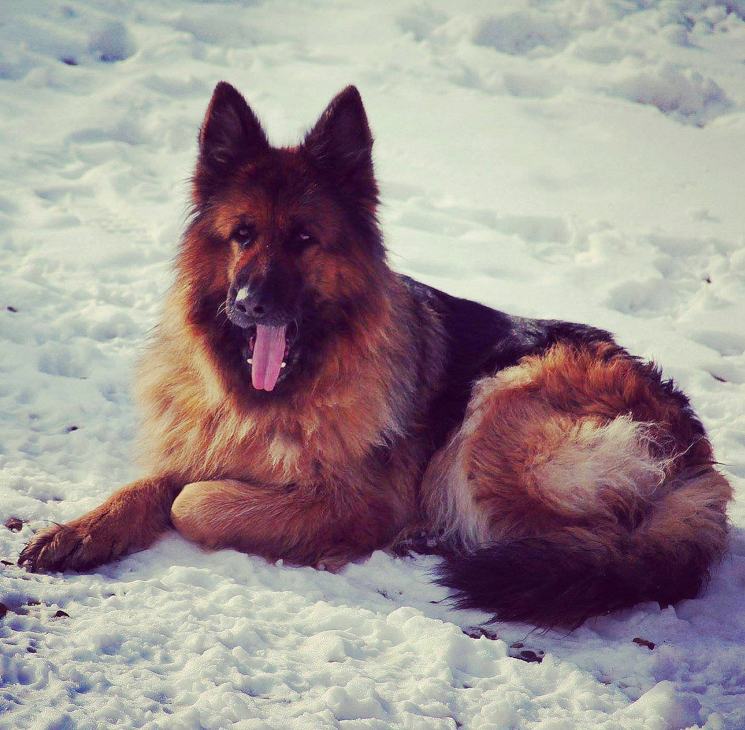 Elza a rejoint le concours — aidez-le/la à gagner de superbes lots ! belgian_shepherd, bohemian_shepherd, canidae, carnivore, dog, dog_breed, east_european_shepherd, german_shepherd_dog, herding_dog, king_shepherd, mammal, native_american_indian_dog, old_german_shepherd_dog, rare_breed_dog, shiloh_shepherd_dog, sky, snow, tervuren, vertebrate, winter