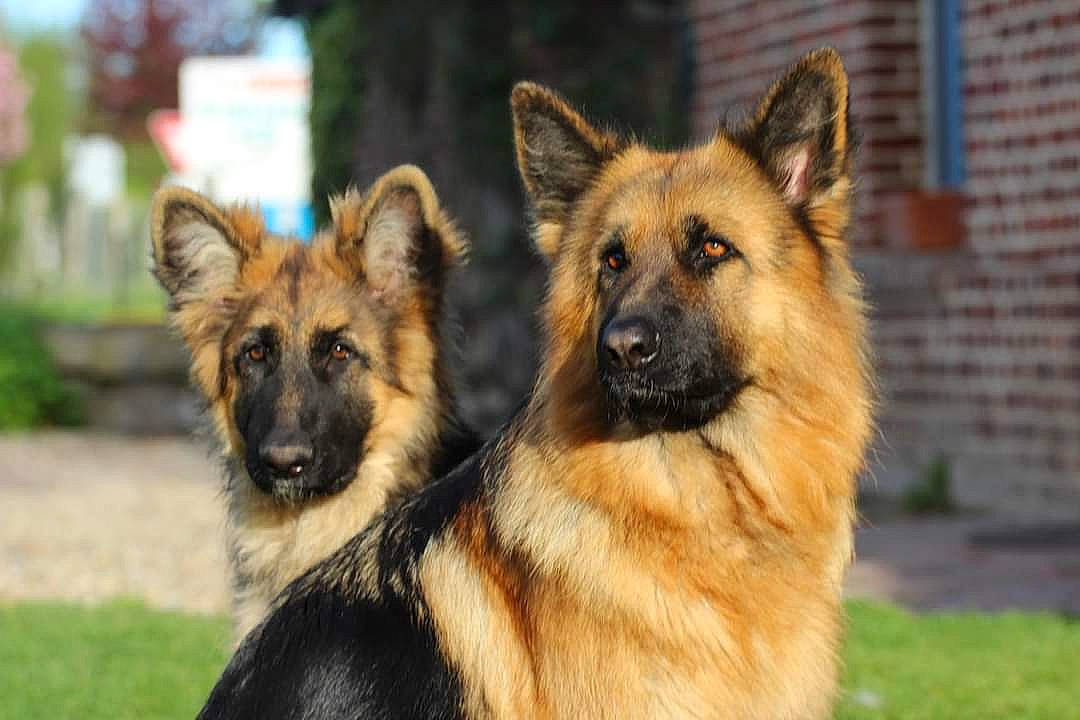 Elza a rejoint le concours — aidez-le/la à gagner de superbes lots ! belgian_shepherd, belgian_shepherd_malinois, bohemian_shepherd, canidae, carnivore, dog, dog_breed, east_european_shepherd, german_shepherd_dog, herding_dog, king_shepherd, kunming_wolfdog, mammal, old_german_shepherd_dog, rare_breed_dog, shiloh_shepherd_dog, snout, tervuren, vertebrate, working_dog