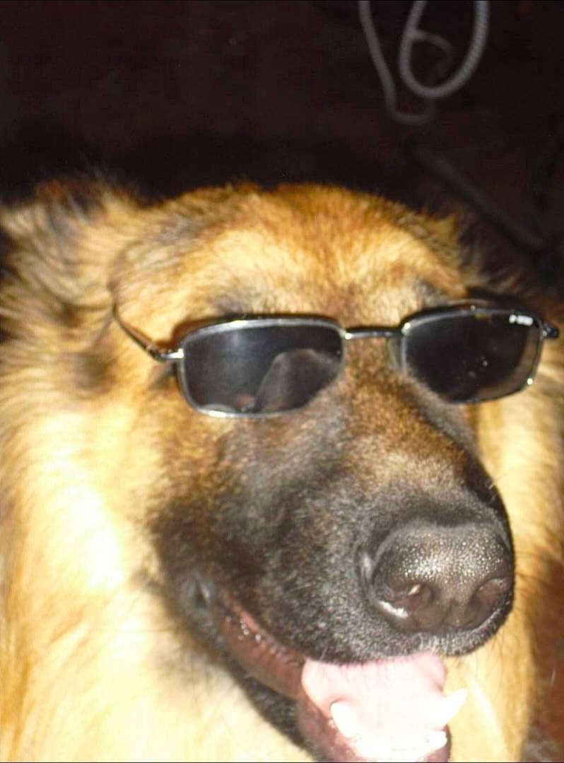 Elza a rejoint le concours — aidez-le/la à gagner de superbes lots ! canidae, carnivore, caucasian_shepherd_dog, dog, dog_breed, eyewear, glasses, leonberger, mammal, nose, snout, sunglasses, vertebrate