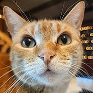 Puddy is registered to the contest to win money with this photo: animal, background_blur, bokeh, cat, close_up, curious, cute, domestic, eyes, face, feline, focus, fur, indoor, mammal, nose, orange_tabby, pet, portrait, whiskers