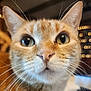 animal, background_blur, bokeh, cat, close_up, curious, cute, domestic, eyes, face, feline, focus, fur, indoor, mammal, nose, orange_tabby, pet, portrait, whiskers