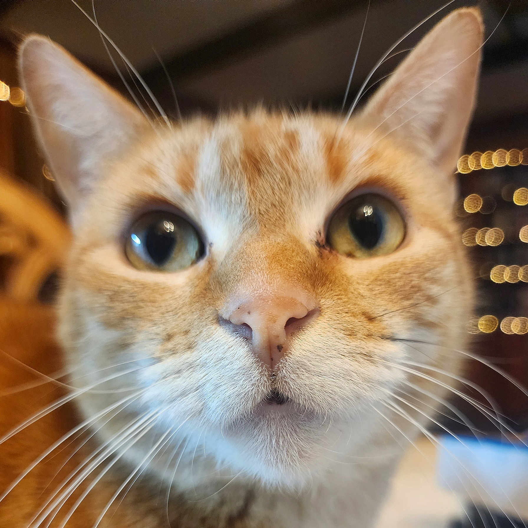 Puddy