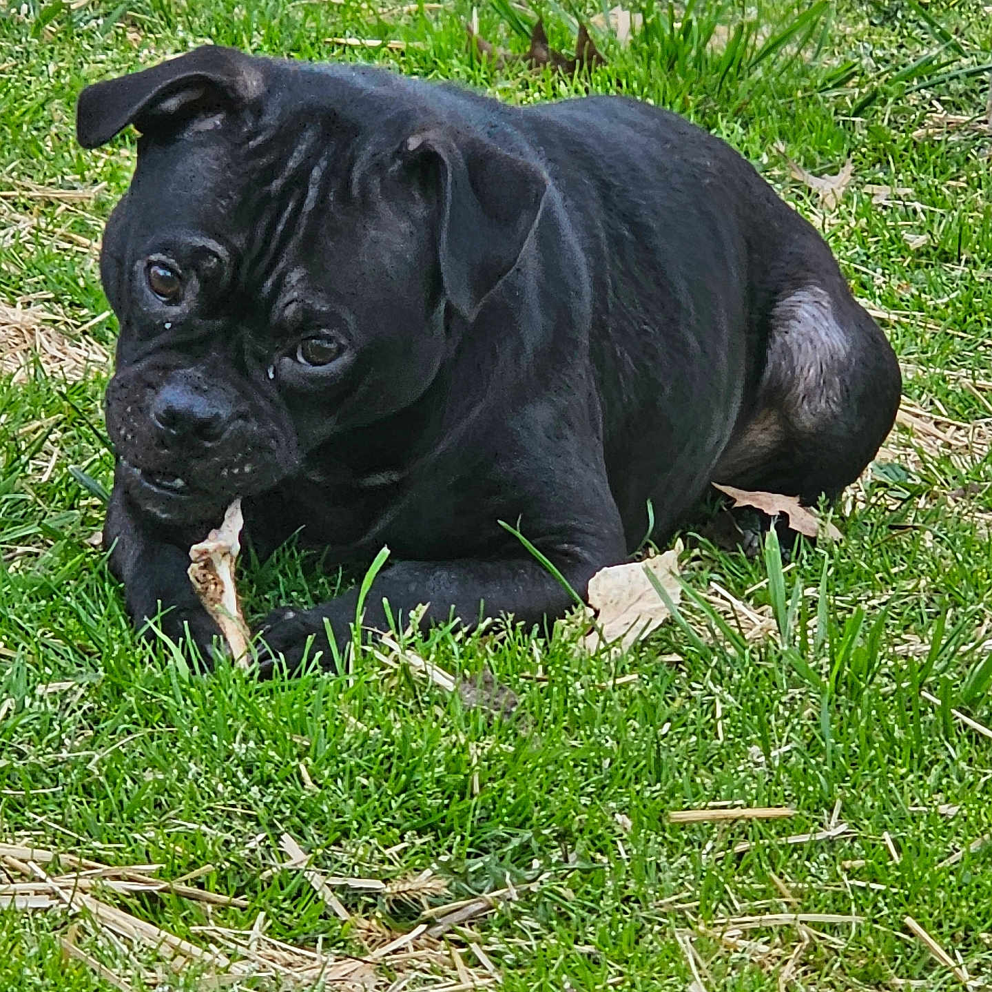 Midnight is registered to the contest to win money with this photo: animal, backyard, boxer, bulldog, canine, dog, field, frenchbulldog, grass, grassland, green, lawn, nature, outdoors, pet, pitbull, plant, pug, puppy, yard