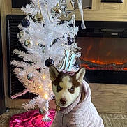Prudence is registered to the contest to win money with this photo: puppy, dog, husky, outfit, clothing, christmas_tree, ornaments, white_tree, fireplace, floor, indoor, decorations, holiday, bow, cute, pet, animal, fur, blue_eyes, pink_bow