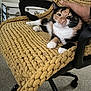 Ling-Ling joined the competition — help win amazing prizes! animal, black_chair, calico_cat, carpeted_floor, cat, close_up, comfort, cozy, domestic, feline, human_hand, indoor, knit_blanket, mustard_color, office_chair, patting, pet, relaxed, resting, textured_blanket