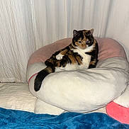Ling-Ling is registered to the contest to win money with this photo: animal, blanket, calico, cat, comfort, cozy, cute, ears, feline, fur, home, indoor, pet, plush_cushion, relaxed, resting, sleepy, soft, tail, whiskers