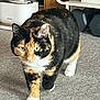animal, calico, carpet, cat, curious, cute, domestic_cat, exercise_equipment, feline, focused, fur, green_eyes, household, indoor, paw, pet, pet_fountain, walking, weights, whiskers