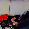 child, sleeping, couch, dog, kitten, pets, nap, indoor, portrait, lying_down, blanket, pillow, red_pants, black_shirt, blue_blanket, animal, companionship, cozy, dim_lighting, family