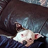 dog, couch, pillow, resting, indoor, pet, leather, brown, white, face, ears, comfort, relaxing, closeup, animal, home, furniture, cute, canine, portrait