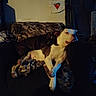 Mekkio is registered to the contest to win money with this photo: animal, blanket, camouflage, canine, companion, couch, cozy, dark, dog, domestic, friendship, furniture, household, indoor, pet, relaxing, resting, shadow, sleeping, two_dogs