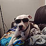 Mekkio joined the competition — help win amazing prizes! dog, sunglasses, couch, blanket, indoor, pet, relaxing, canine, white_dog, brown_patch, collar, leisure, home, comfort, fur, animal, resting, accessory, shades, domestic