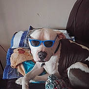 Mekkio is registered to the contest to win money with this photo: dog, sunglasses, brown_and_white, couch, blanket, pet, indoor, relaxed, canine, collar, resting, fur, animal, comfort, living_room, laying_down, cool, accessory, portrait, domestic_animal