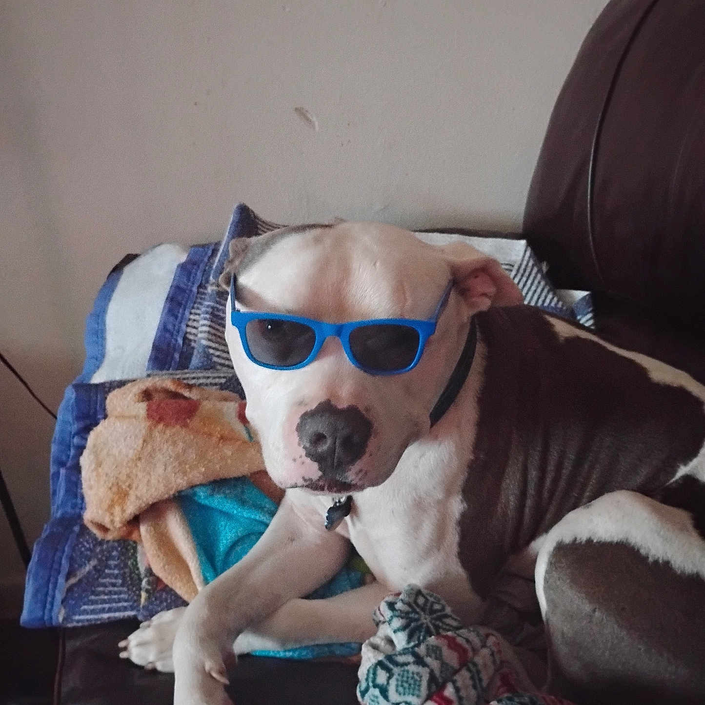 Mekkio is registered to the contest to win money with this photo: dog, sunglasses, brown_and_white, couch, blanket, pet, indoor, relaxed, canine, collar, resting, fur, animal, comfort, living_room, laying_down, cool, accessory, portrait, domestic_animal