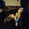 Mekkio joined the competition — help win amazing prizes! animal, blanket, brown_and_white_dog, camouflage, comfort, companion, couch, cozy, dim_lighting, dog, drawing, furniture, home, indoor, pets, relaxing, resting, snuggling, two_dogs, wall_art