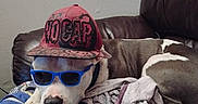 Mekkio joined the competition — help win amazing prizes! dog, canine, sunglasses, cap, hat, blanket, couch, indoor, resting, pet, brown_and_white, cool, accessory, nap, relaxing, domestic_animal, sleeping, comfort, fur, animal