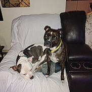 Harmony is registered to the contest to win money with this photo: dog, couch, white_cover, collar, living_room, furniture, pet, brown_dog, white_dog, resting, sitting, indoor, leather, cup_holder, wall_hanging, relaxing, animal, domestic_animal, companion, home