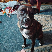 Harmony joined the competition — help win amazing prizes! blanket, brindle, brown, carpet, collar, cozy, curious, dog, ears, eyes, floor, foot, furniture, home, indoor, pet_tag, table, toy, white_paws, wood