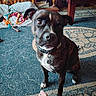 dog, brindle, carpet, indoor, toy, blanket, foot, furniture, table, wood, collar, pet_tag, floor, curious, brown, white_paws, ears, eyes, home, cozy