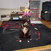 Harmony joined the competition — help win amazing prizes! animal, brown_dog, carpet, collar, crown, decor, dog, furniture, household, indoor, living_room, pet, pink, relaxed, sitting, storage_bins, tile_floor, toy, white_paws, wood_floor