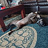 dog, lying_down, playful, rug, patterned_rug, couch, leather_couch, blanket, indoor, floor, pet, collar, relaxed, two_dogs, furniture, home, cozy, animal, resting, living_room