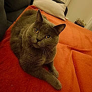 Paris a rejoint le concours — aidez-le/la à gagner de superbes lots ! cat, gray_cat, yellow_eyes, orange_blanket, couch, pillow, indoor, pet, feline, fur, whiskers, relaxed, looking_up, cozy, home, animal, mammal, domestic_cat, resting, soft_texture