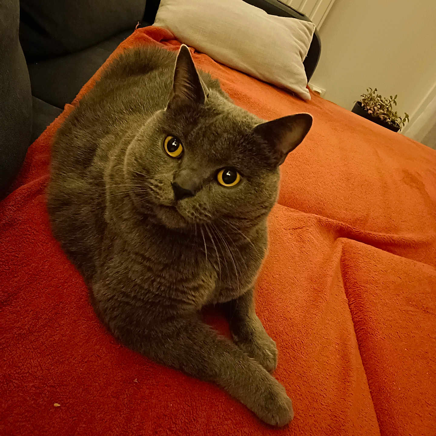 Paris a rejoint le concours — aidez-le/la à gagner de superbes lots ! animal, cat, couch, cozy, domestic_cat, feline, fur, gray_cat, home, indoor, looking_up, mammal, orange_blanket, pet, pillow, relaxed, resting, soft_texture, whiskers, yellow_eyes