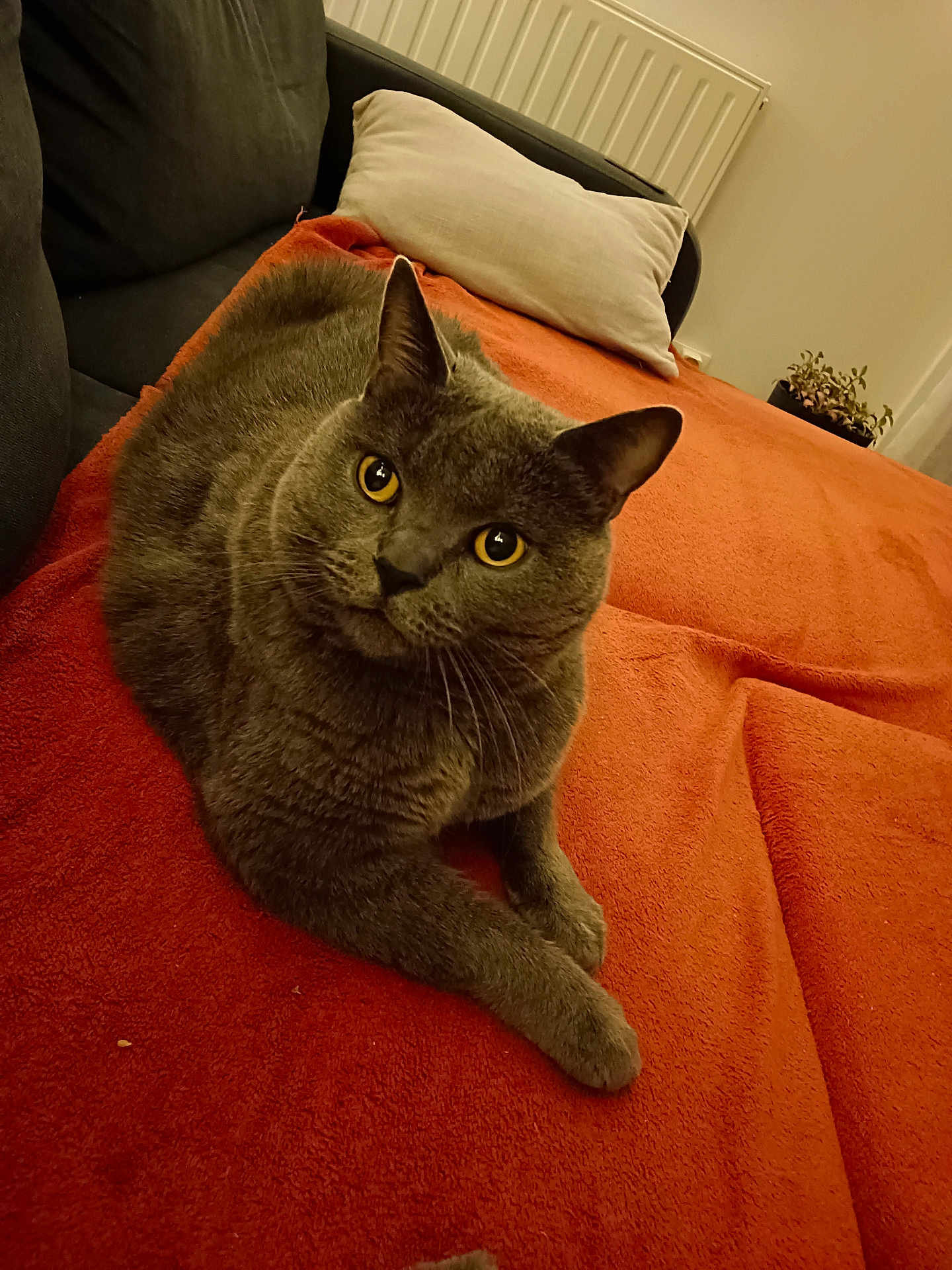 Paris a rejoint le concours — aidez-le/la à gagner de superbes lots ! cat, gray_cat, yellow_eyes, orange_blanket, couch, pillow, indoor, pet, feline, fur, whiskers, relaxed, looking_up, cozy, home, animal, mammal, domestic_cat, resting, soft_texture