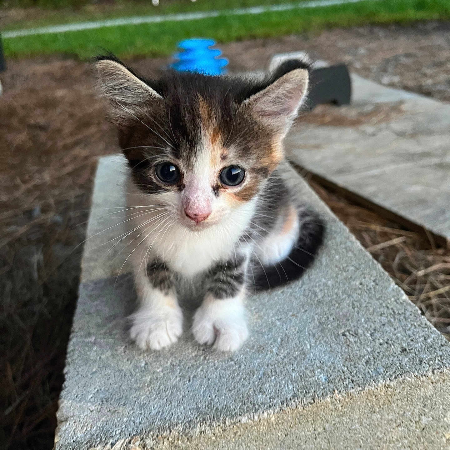 Willow joined the competition — help win amazing prizes! animal, blurred_background, cat, concrete_block, curious, cute, eyes, focus, fur, grass, kitten, mammal, nature, outdoor, pet, portrait, sitting, small, whiskers, young
