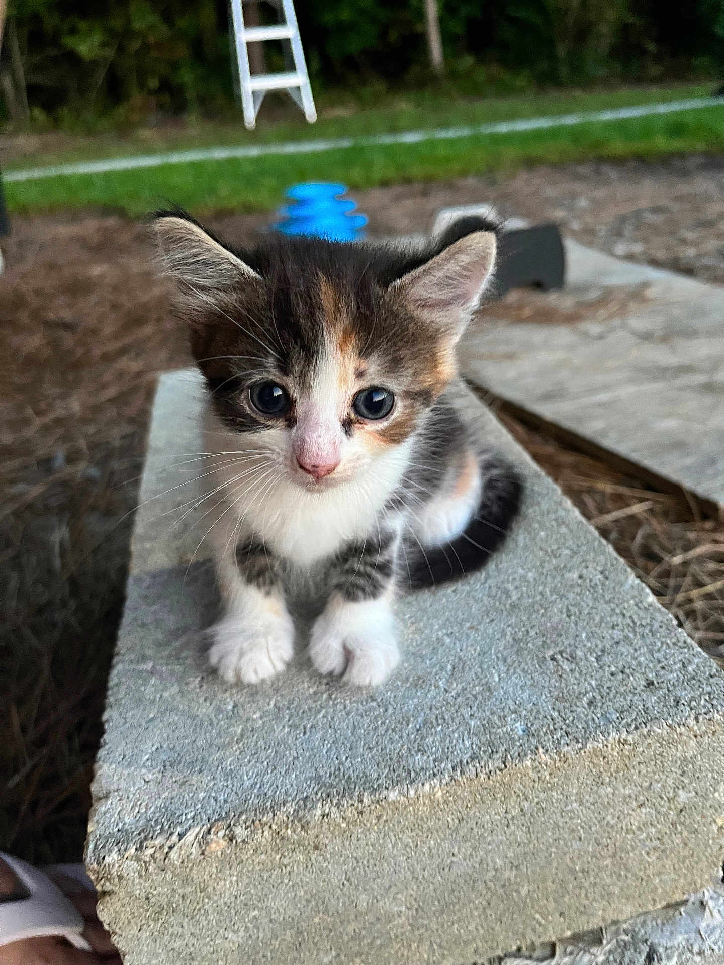 Willow joined the competition — help win amazing prizes! kitten, cat, animal, outdoor, concrete_block, fur, whiskers, eyes, cute, small, pet, nature, grass, blurred_background, young, mammal, focus, portrait, sitting, curious