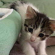 Joey participe au concours pour gagner de l'argent avec cette photo : animal, blanket, brown, cat, closeup, curious, cute, fur, green, indoor, kitten, paw, pet, playful, soft, striped, texture, whiskers, white, young