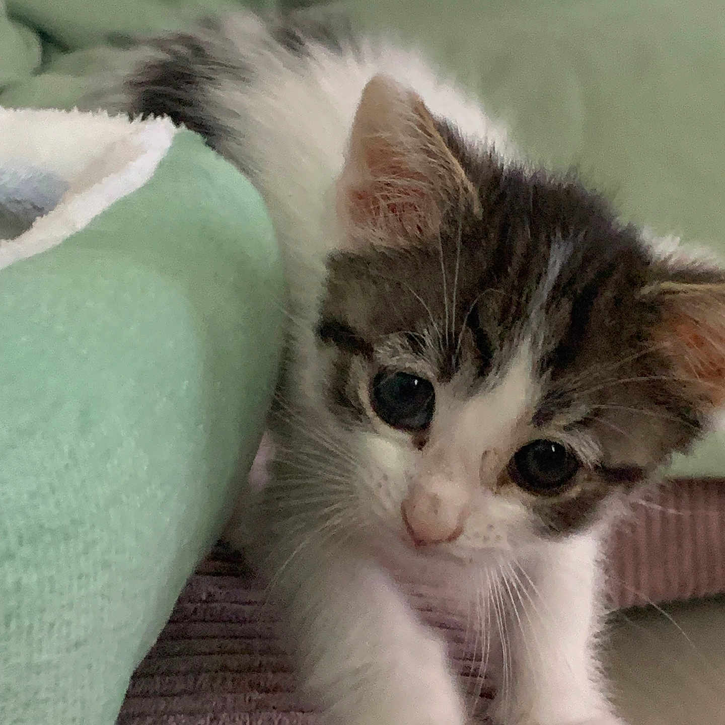 Joey participe au concours pour gagner de l'argent avec cette photo : animal, blanket, brown, cat, closeup, curious, cute, fur, green, indoor, kitten, paw, pet, playful, soft, striped, texture, whiskers, white, young