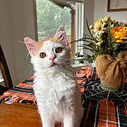 Winter joined the competition — help win amazing prizes! burlap, cat, curious, cute, decor, domestic_animal, flower_vase, fur, home, indoor, kitten, orange, pet, plant, table, table_runner, white, window, wooden_table, yellow_flowers