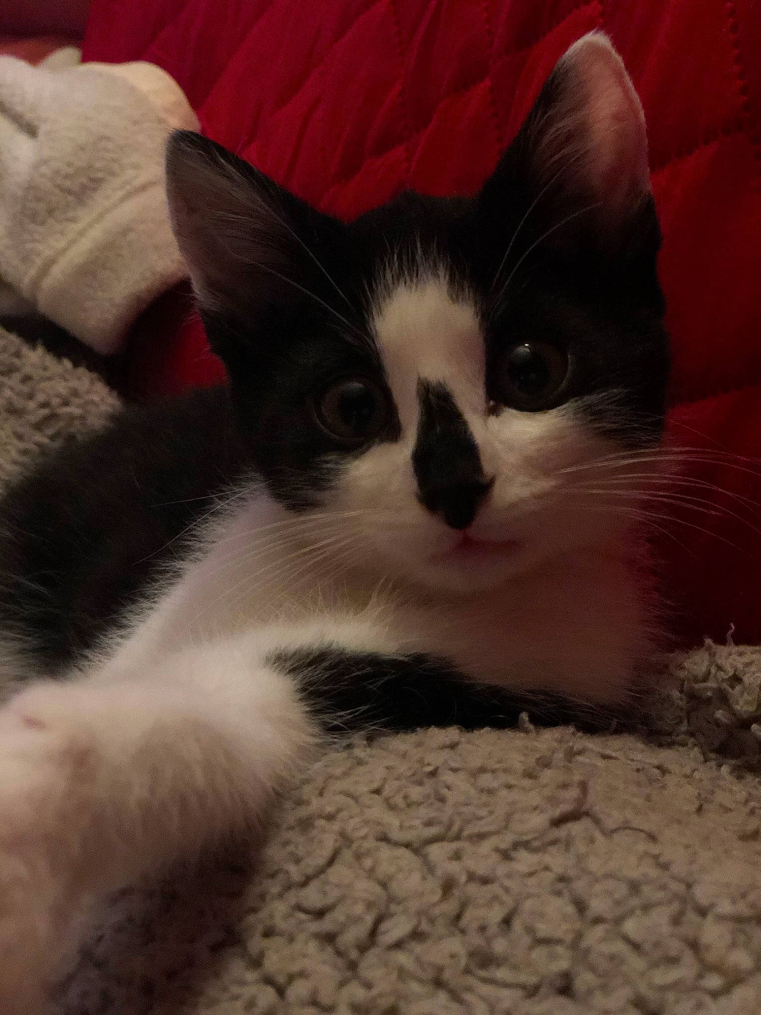 Pixel a rejoint le concours — aidez-le/la à gagner de superbes lots ! aegean_cat, american_wirehair, carnivore, cat, domestic_short_haired_cat, ear, eye, felidae, fur, kitten, nose, polydactyl_cat, sky, small_to_medium_sized_cats, snout, snowshoe, tail, whiskers